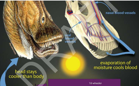 最新研究表明 大型恐龙进化出不同的冷却系统来对抗中暑